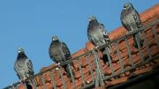 Tauben auf dem Dach - eigentlich ganz putzig