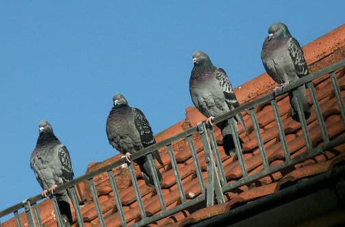Tauben auf dem Dach - eigentlich ganz putzig