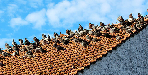 So viele Tauben auf dem Dach sind in der Großstadt unerwünscht