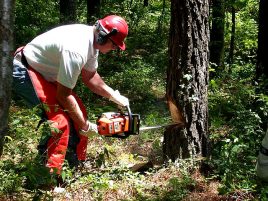 Kettensäge im Einsatz