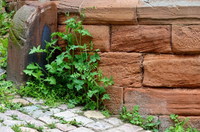 Fliesen und Naturstein: Sandstein lässt sich auch hervorragend im Garten einsetzen.