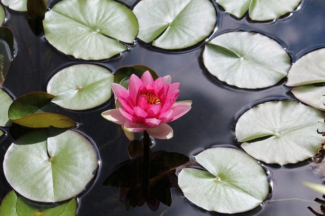 Wenn der Teichbau gelungen ist, können Sie sich an Seerosen im eigenen Gartenteich erfreuen.