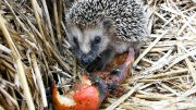 Ihren Garten vor Schädlingen schützen können Sie schon mit einem Igel