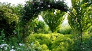 Schöner Rosenbogen im Garten