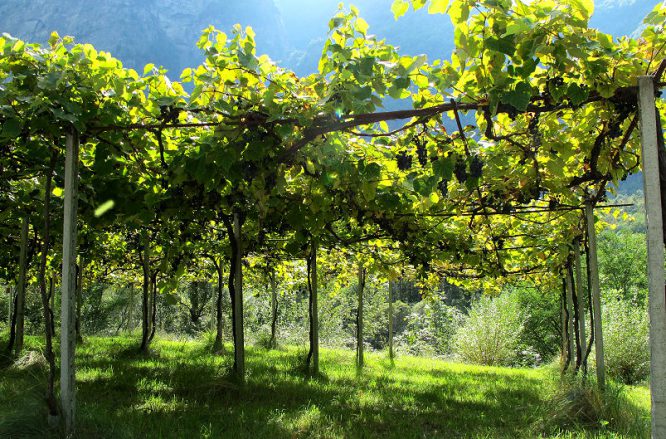 Pergola oder Laubengang für Weinreben