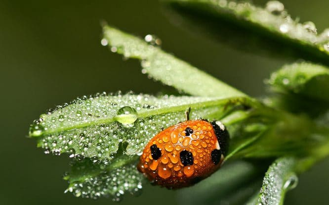 Marienkäfer sind Nützlinge im Garten - sie fressen Blattläuse