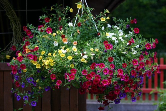 Blumenampel in voller Pracht