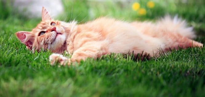 Auch wenn Katzen Gras fressen - die Pflege des Rasens nicht den Vierbeinern überlassen.