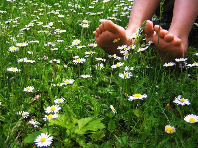 Rasen mit Gänseblümchen