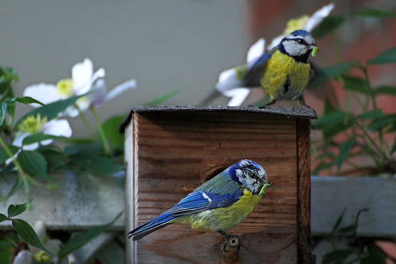 Fur Ihren Garten Einen Nistkasten Selber Bauen Heimwerker Tipps