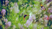 Zu den Insekten zählen auch die Schmetterlinge.