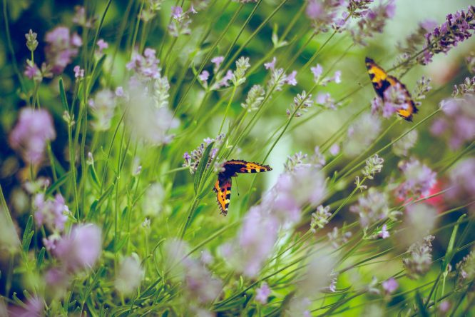 Zu den Insekten zählen auch die Schmetterlinge.