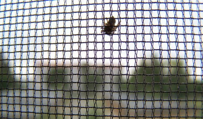 Insekten in der Wohnung - nein danke!