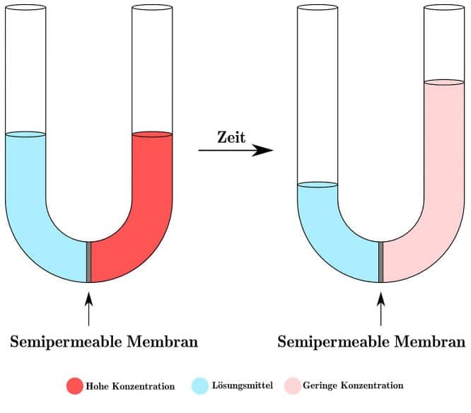 Osmose einfach erklärt: zwei unterschiedlich hoch konzentrierte Flüssigkeiten, durch eine Membran getrennt, setzen Osmose in Gang.