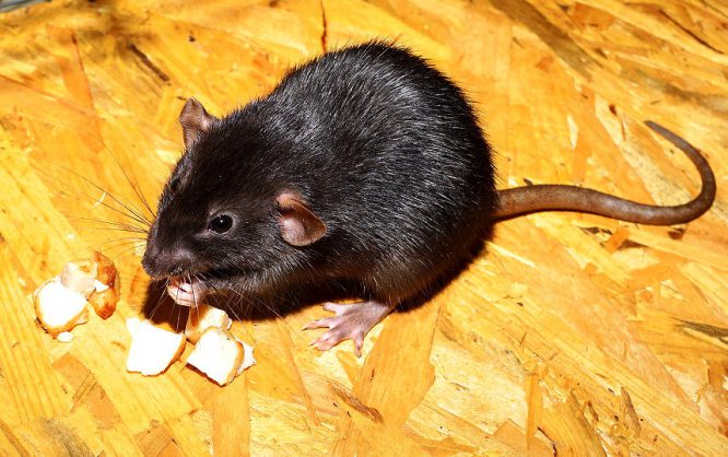 Schadnager Ratte