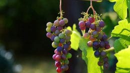 Der Aufbau einer Tropfbewässerung empfiehlt sich zum Beispiel beim Weinbau.