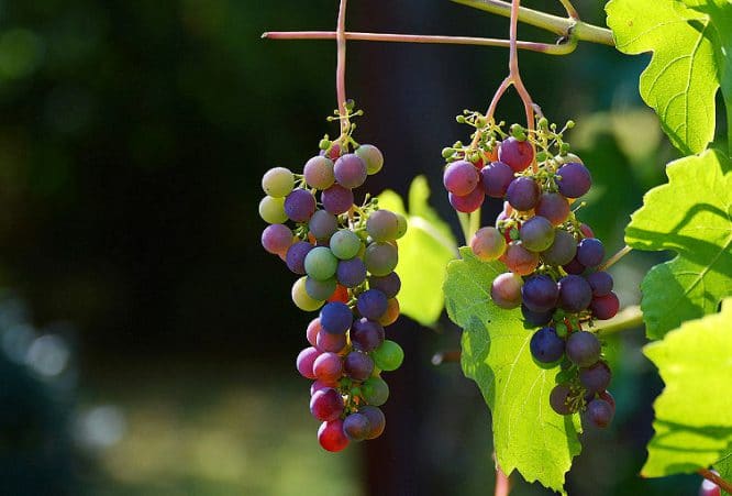 Der Aufbau einer Tropfbewässerung empfiehlt sich zum Beispiel beim Weinbau.