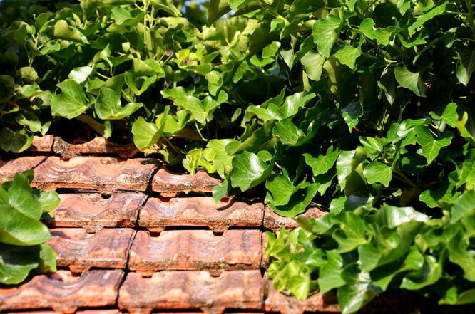 green rofe - ein Dach mit Pflanzen begrünen