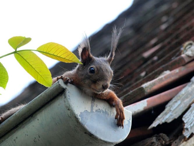 Eine Dachrinnenheizung freut auch das Eichhörnchen. 