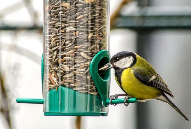 Garten winterfest machen - und auch an unsere gefiederten Freunde denken