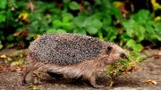 Ein pflegeleichter Naturgarten zieht Igel an.