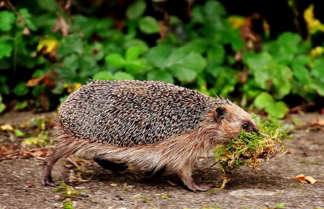 Igel im Garten - in Eile wie es aussieht.