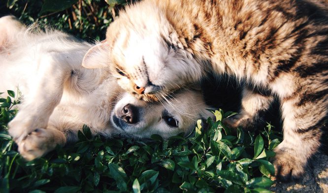 Für Allergiker: Vorsicht mit langhaarigen Hunden und Katzen!
