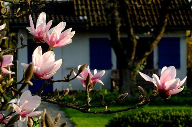 Gartenhaus mit Magnolien