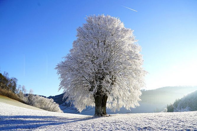 Grashalme frieren im Winter ein - so denn Frost ist, nicht aber die Wurzeln des Rasen.