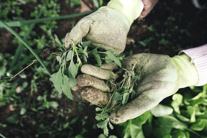 Folgen des Klimawandels im Garten - Vorsicht bei Arbeiten in der Mittagshitze