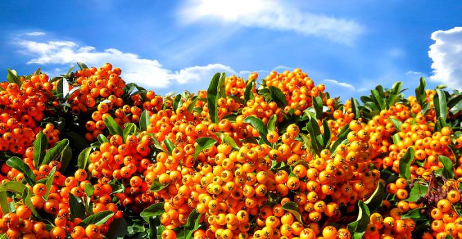 Folgen des Klimawandels im Garten - robuste Schattenspender wie den Feuerdorn pflanzen.