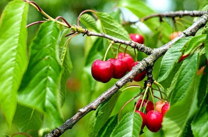 Obstbäume sind nicht nur für Sie, sondern auch für Bienen im Garten nützlich. 