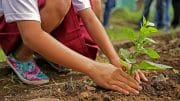 Tipps für den perfekten Garten