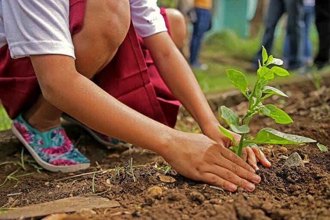 Tipps für den perfekten Garten