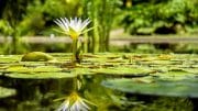 Die Seerose gehört zu den beliebtesten Wasserpflanzen.