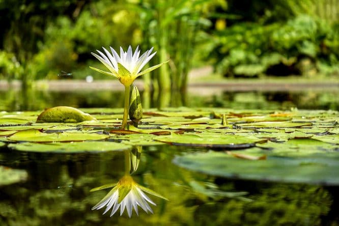 Die Seerose gehört zu den beliebtesten Wasserpflanzen.