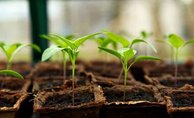 Gartenarbeit ist Freude am Wachsen