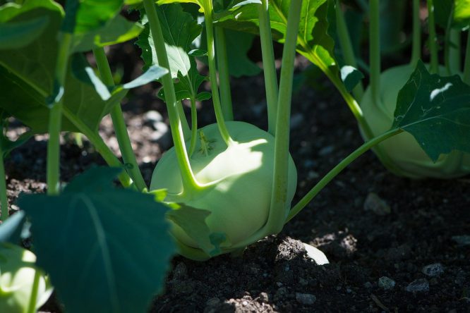 Kohlrabi im Gemüsebeet