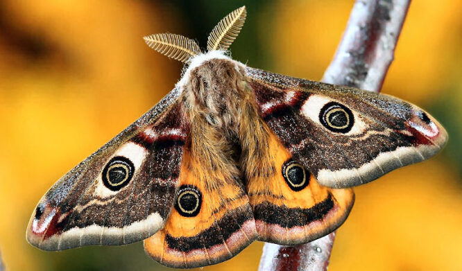 Motte in natura - eigentlich ein schönes Tier, ein Schmetterling 