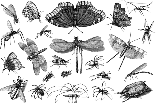 Eigenheim vor Schädlingen schützen - Motten und andere Insekten
