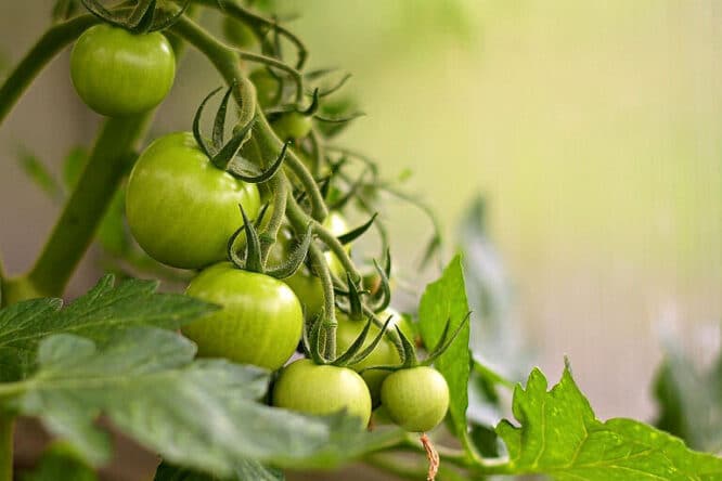 Tomaten aus dem eigenen Gewächshaus.