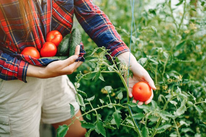 Vorteile eines Gartenheims gibt es viele - frisches Gemüse in Reichweite ist einer von ihnen. 