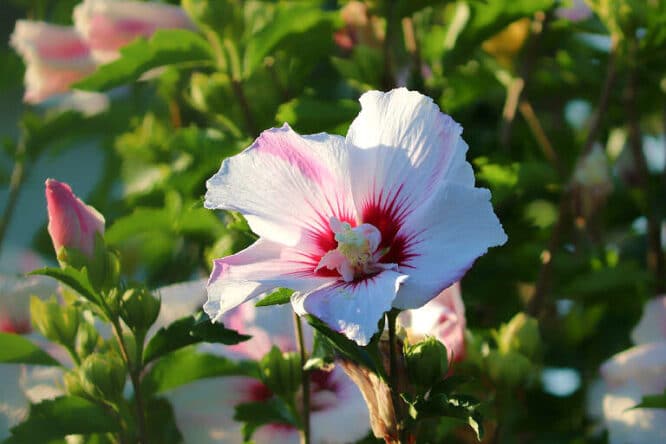 Hibiskuspflanzen blühen üppig, wenn sie viel Licht bekommen. 