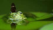 Frösche und Kröten im Garten sind sehr nützlich, sie fühlen sich in einem Gartenteich (ohne Fische) besonders wohl. Schmetterlinge scheinen sie nicht zu stören.