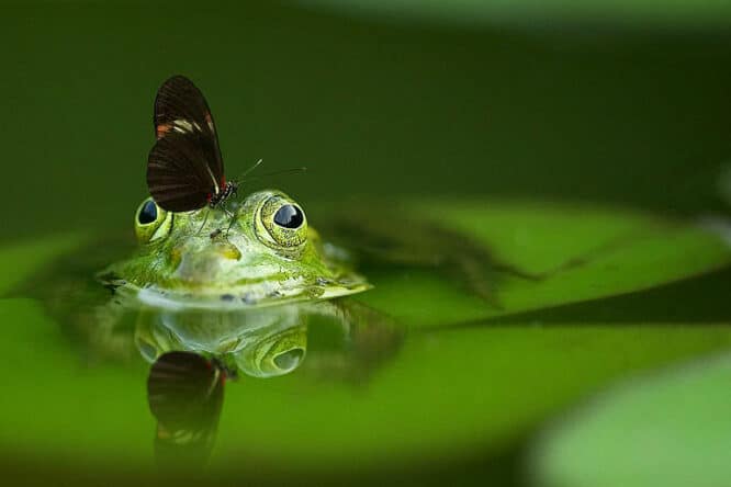 Frösche und Kröten im Garten sind sehr nützlich, sie fühlen sich in einem Gartenteich (ohne Fische) besonders wohl. 