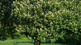 Bäume und Sträucher pflanzen - ein Kastanienbaum spendet angenehm kühlen Schatten im Sommer.