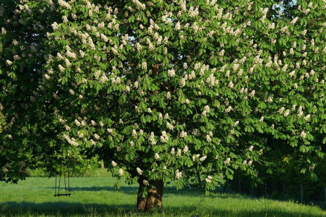 Bäume und Sträucher pflanzen - ein Kastanienbaum spendet angenehm kühlen Schatten im Sommer. 