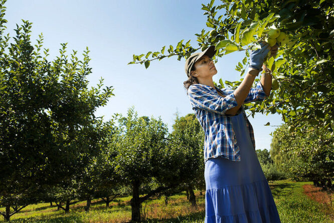 Obstbäume im eigenen Garten sind beliebt.