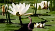 Einen Gartenteich mit Seerosen planen, vielleicht lockt man damit auch eine - sehr nützliche - Ringelnatter an.