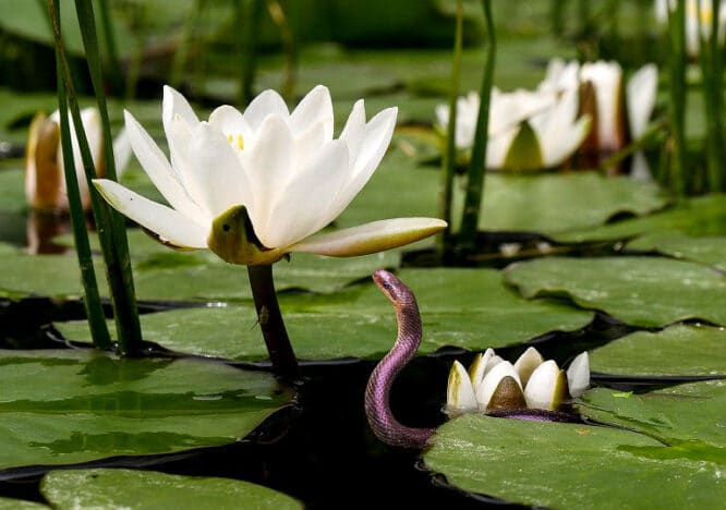 Einen Gartenteich mit Seerosen planen, vielleicht lockt man damit auch eine - sehr nützliche - Ringelnatter an. 